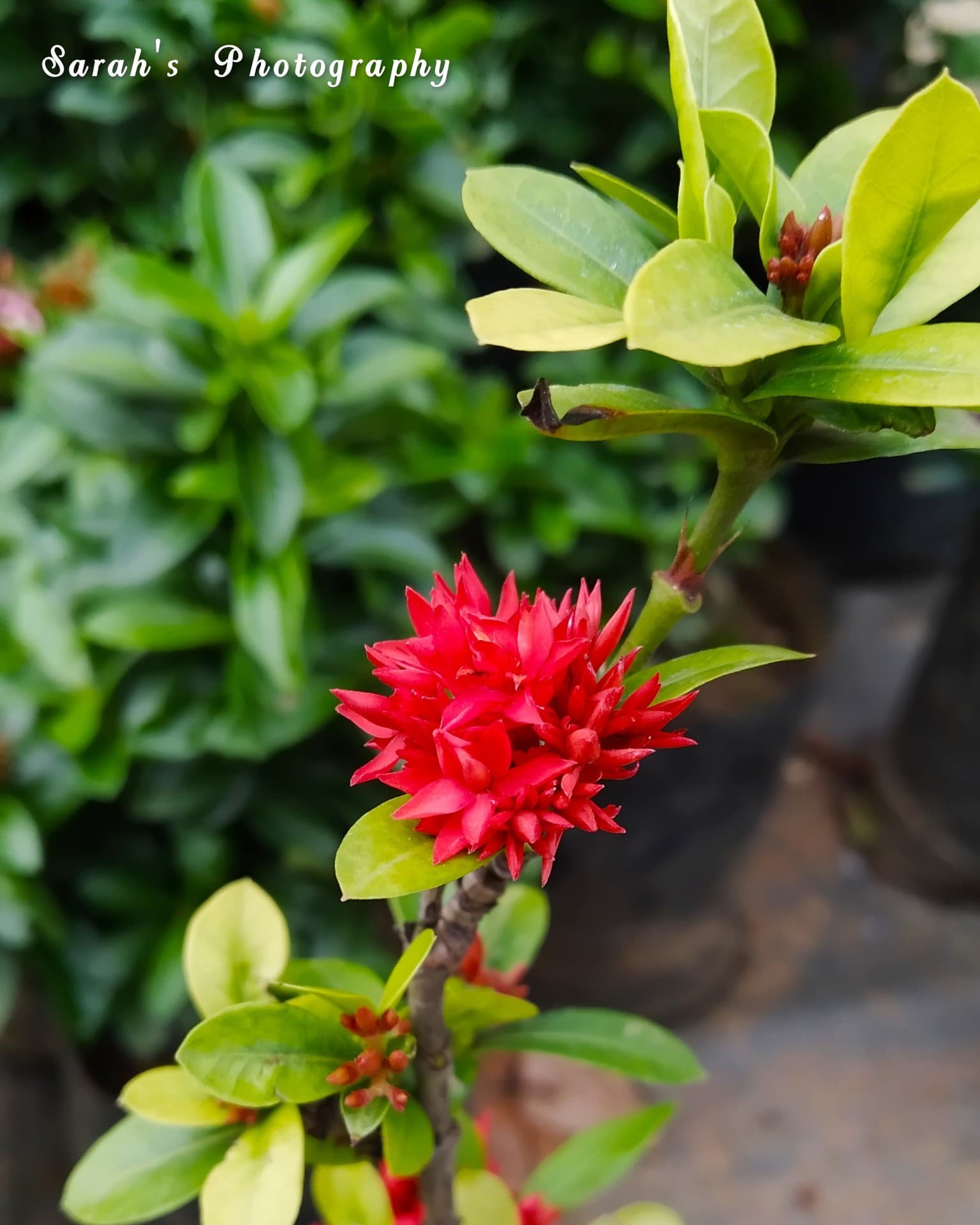 my photography