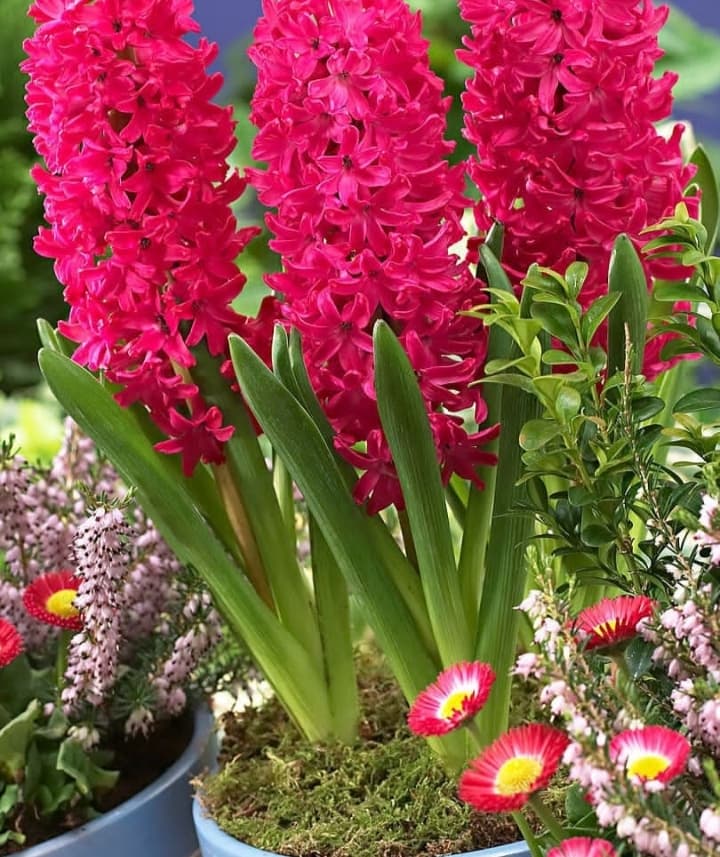 Hyacinth