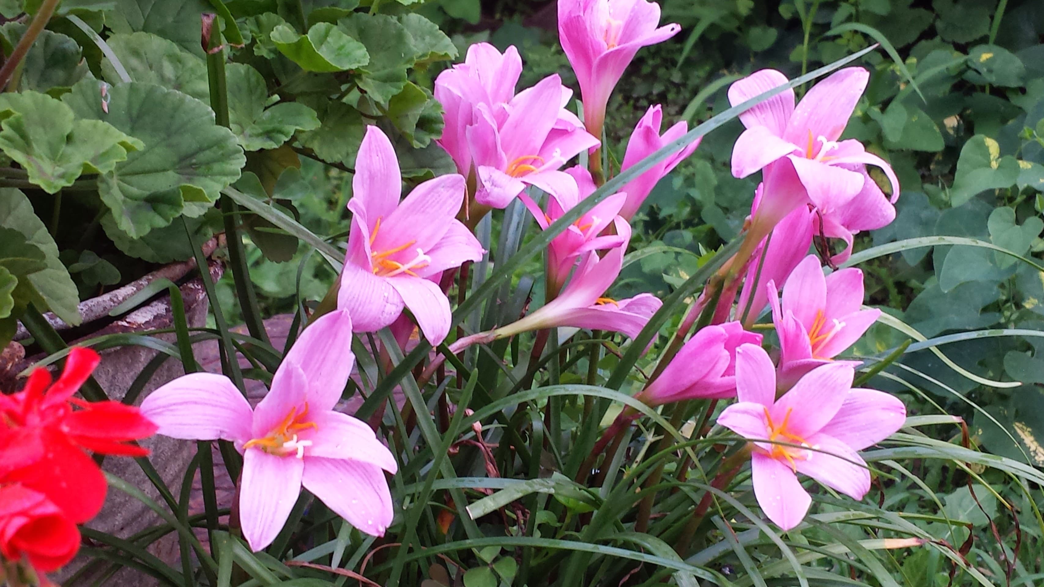 pink flowers