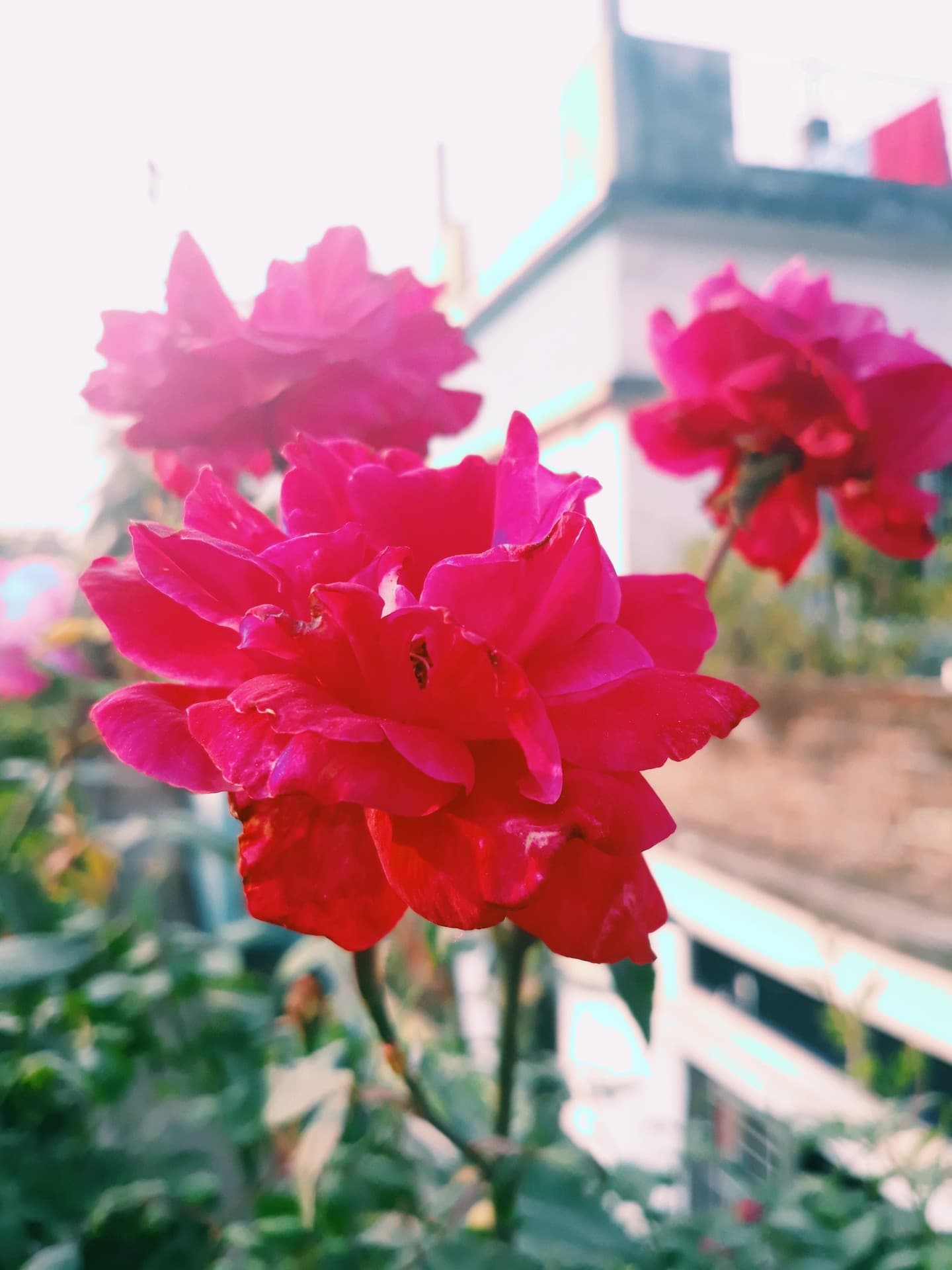 flower