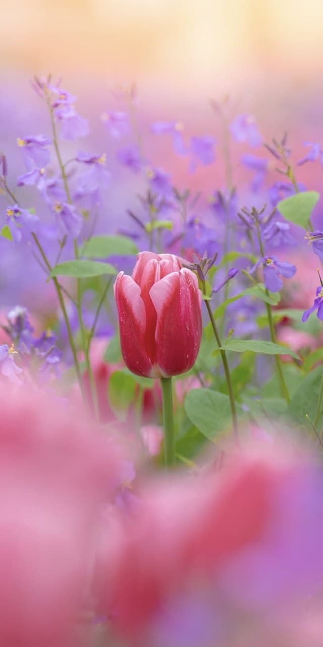 핑크, 꽃잎 배경화면