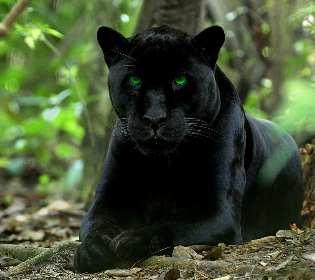black panther