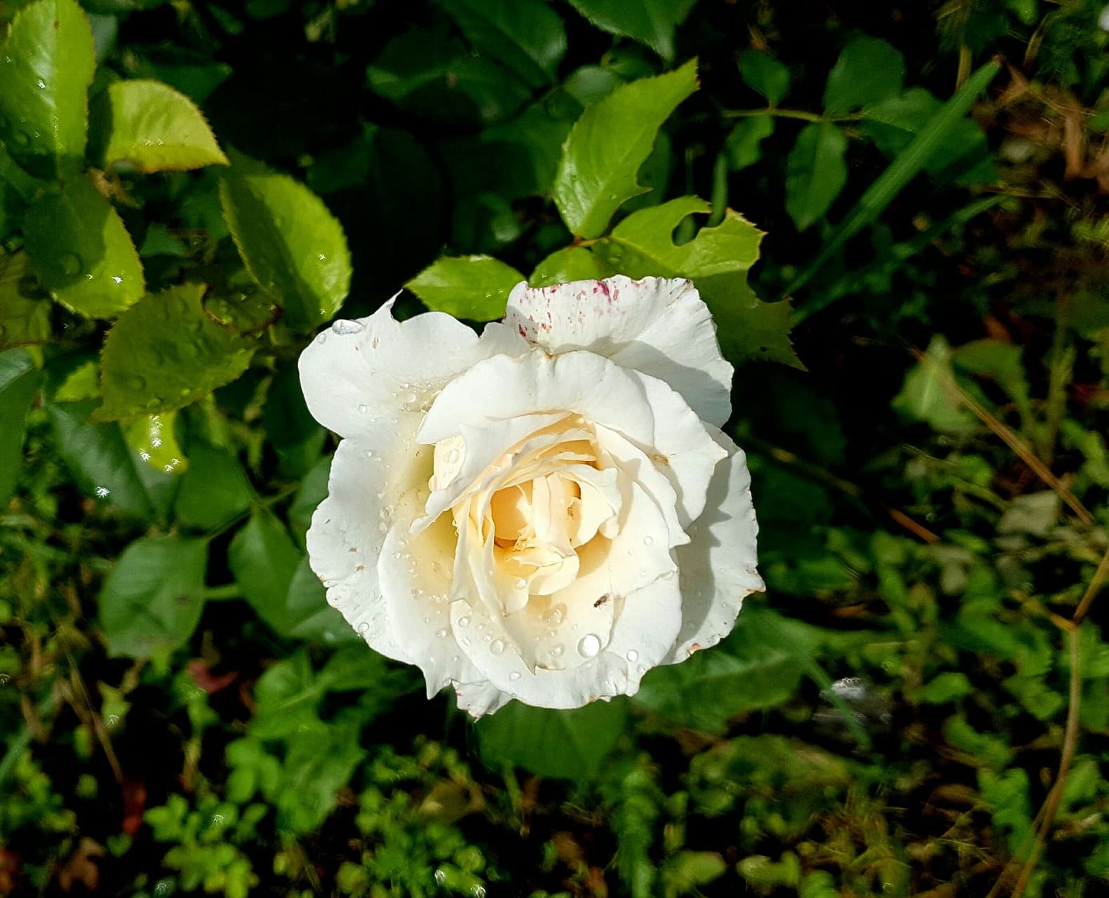 Roses are pure