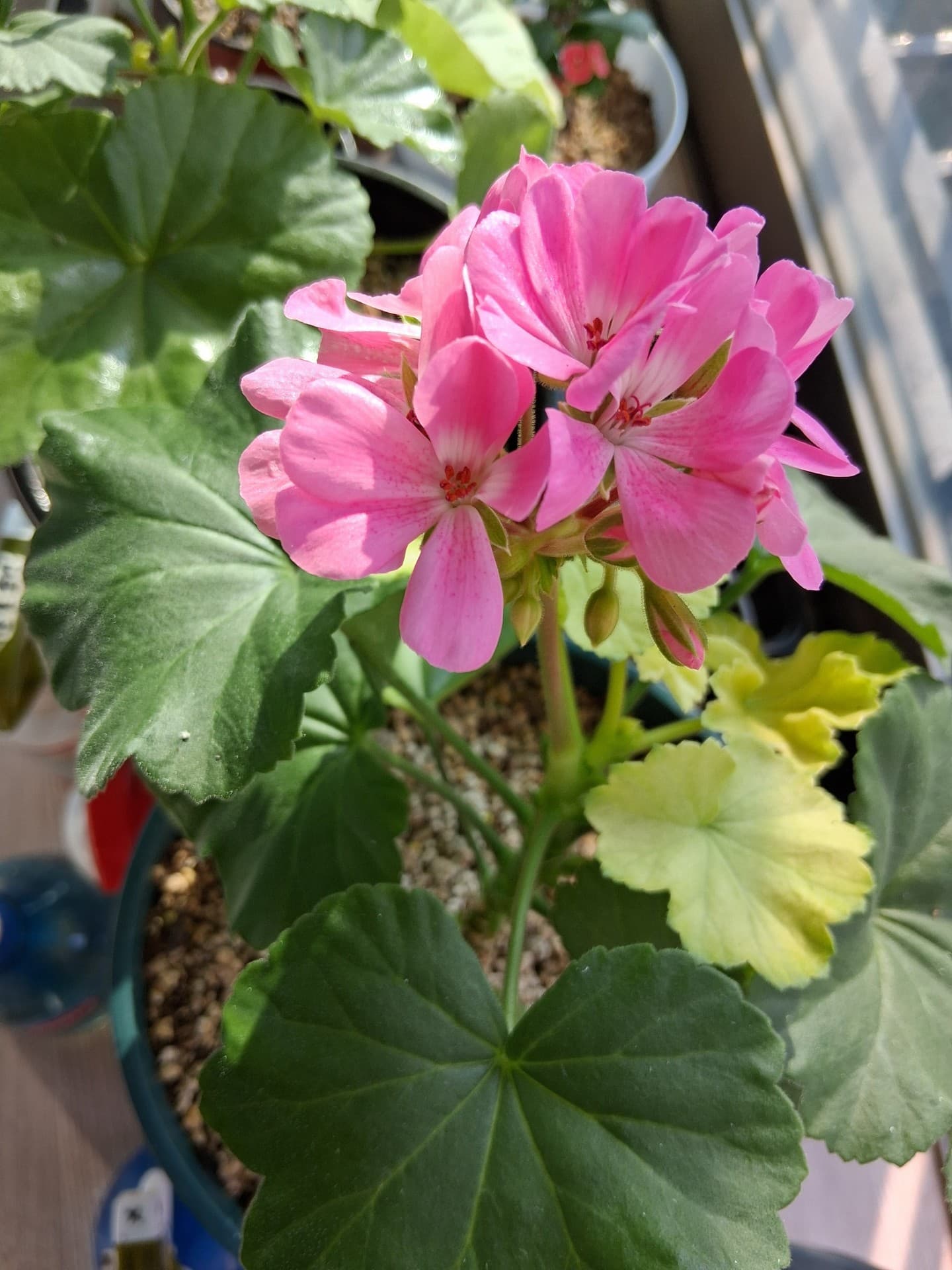 꽃잎, 핑크색 배경화면