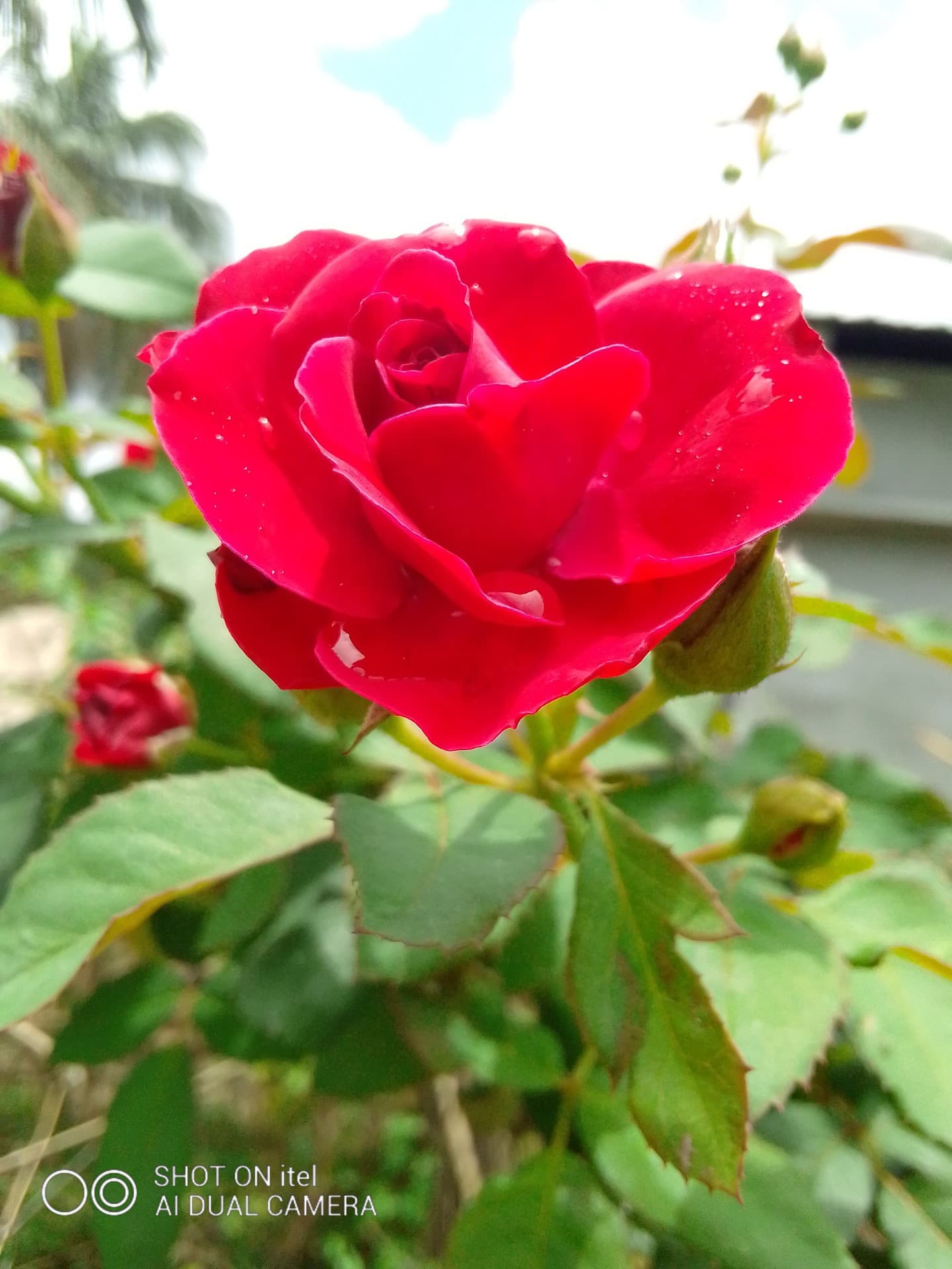 Rose
