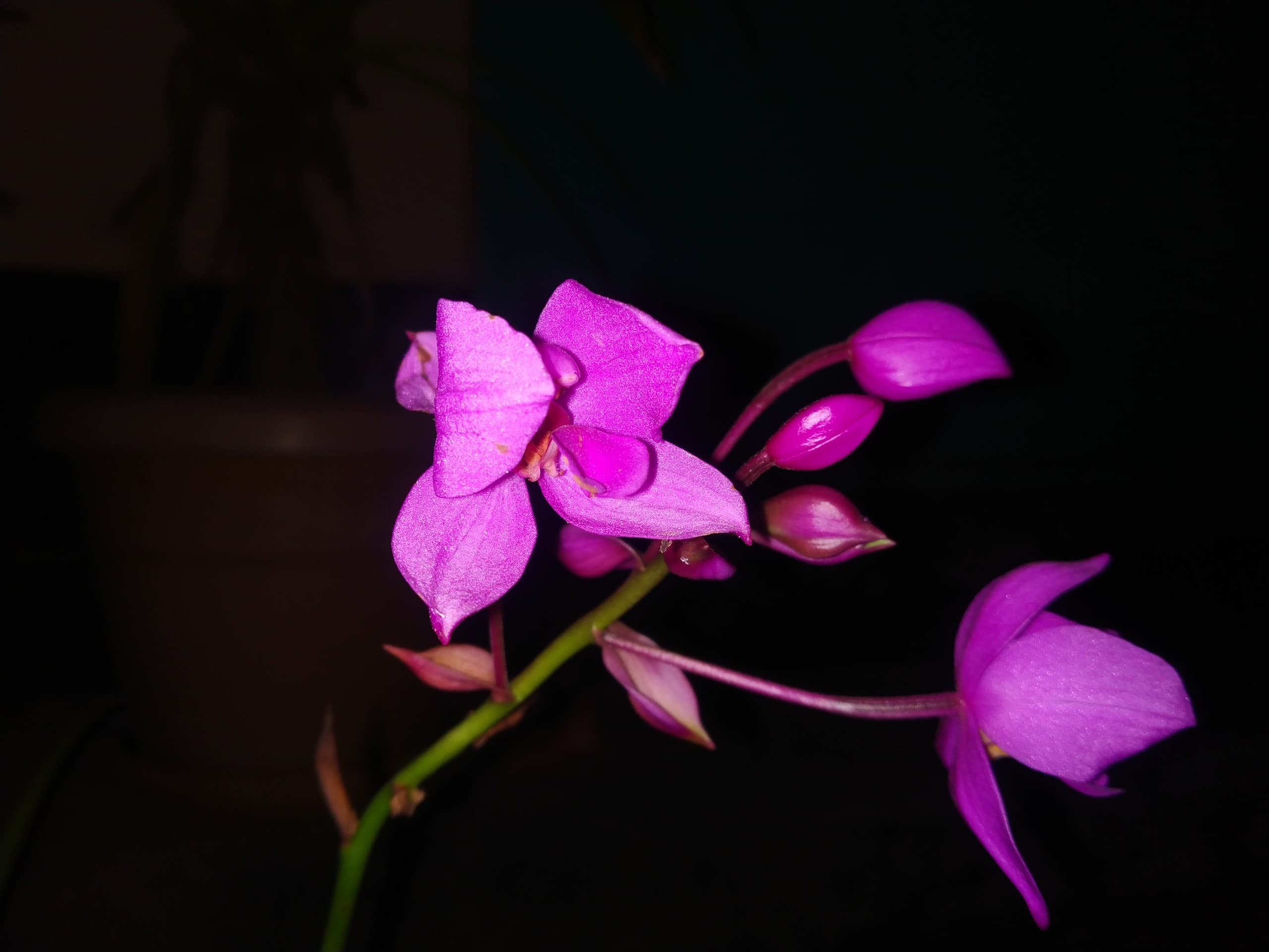 Night shot