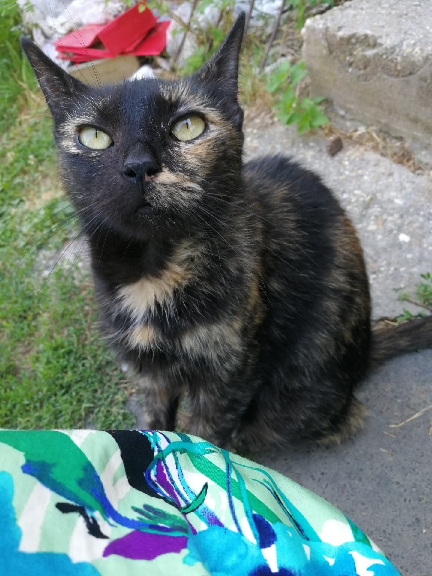 cat