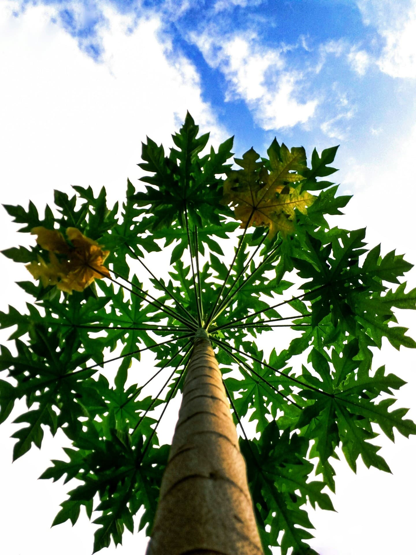 papaya tree