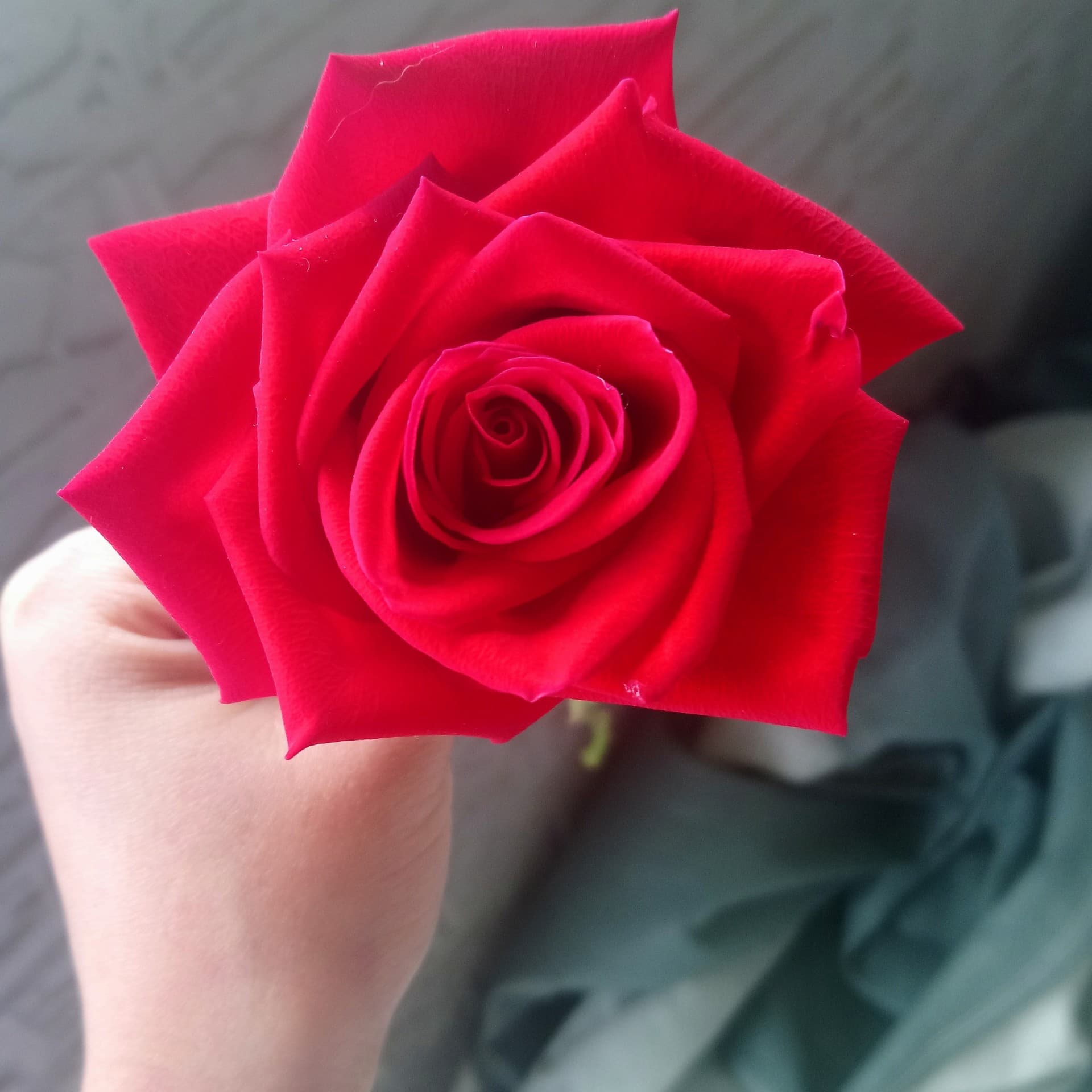 #red#roses