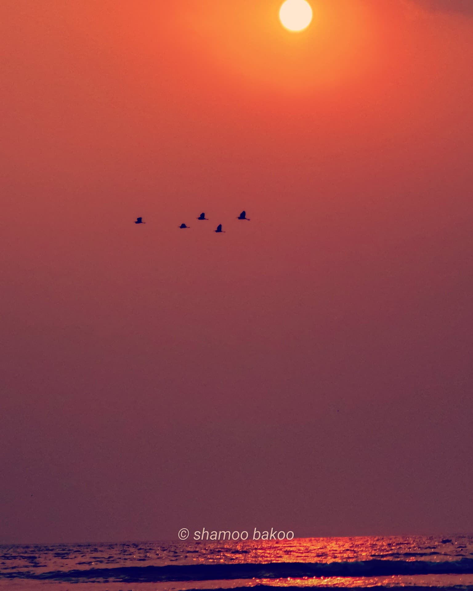 birds
