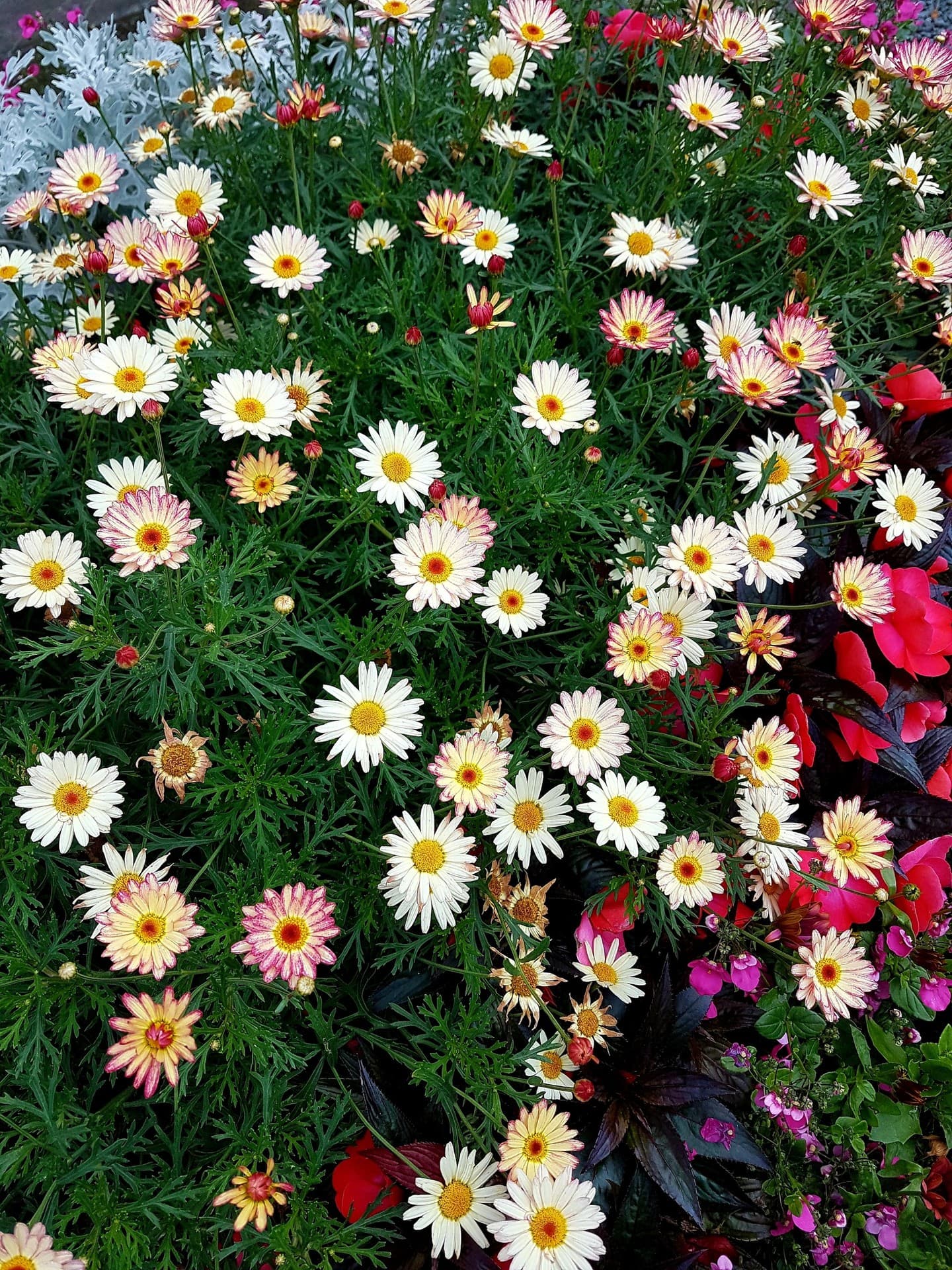 dream of flowers