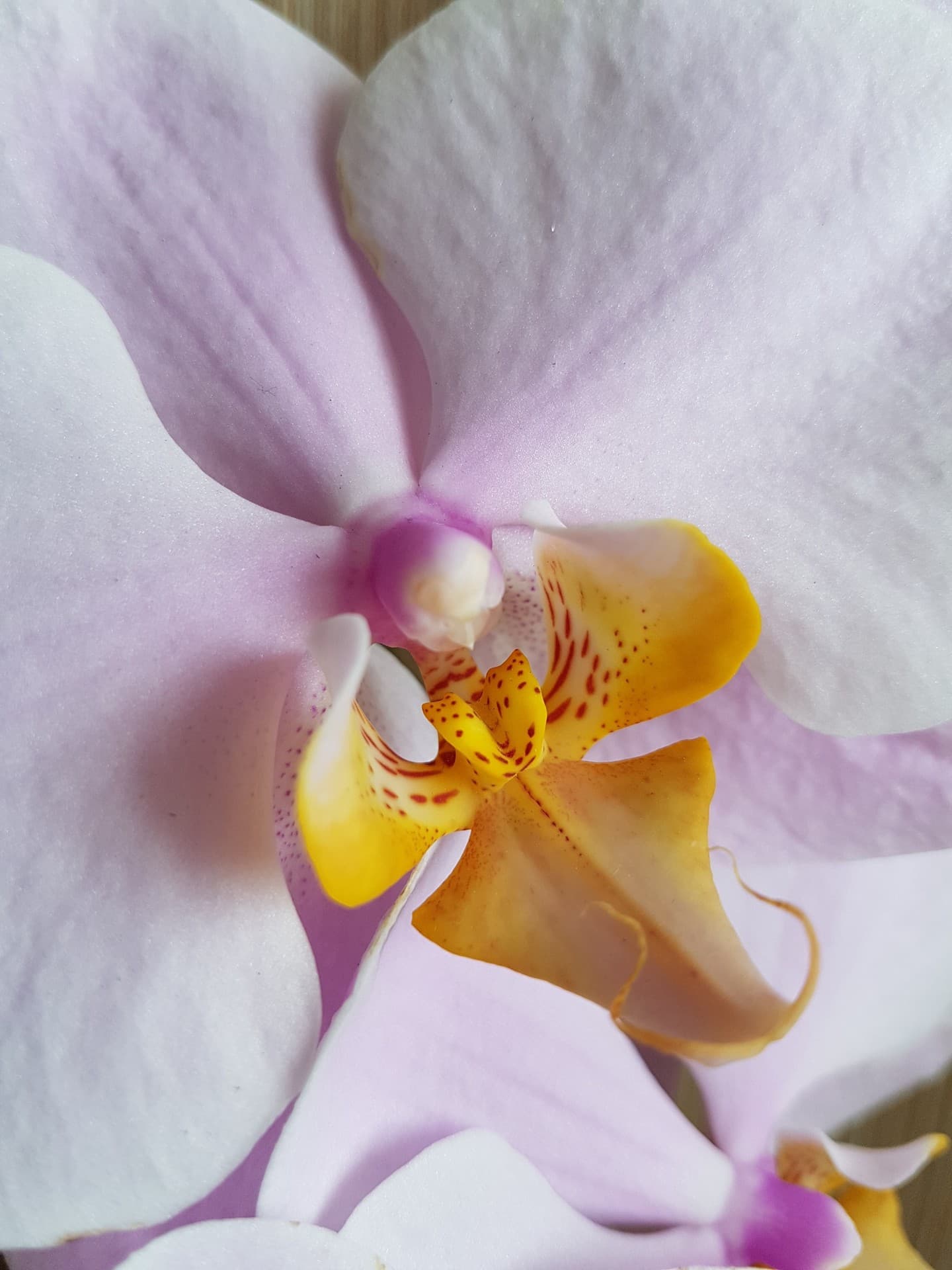 orchid