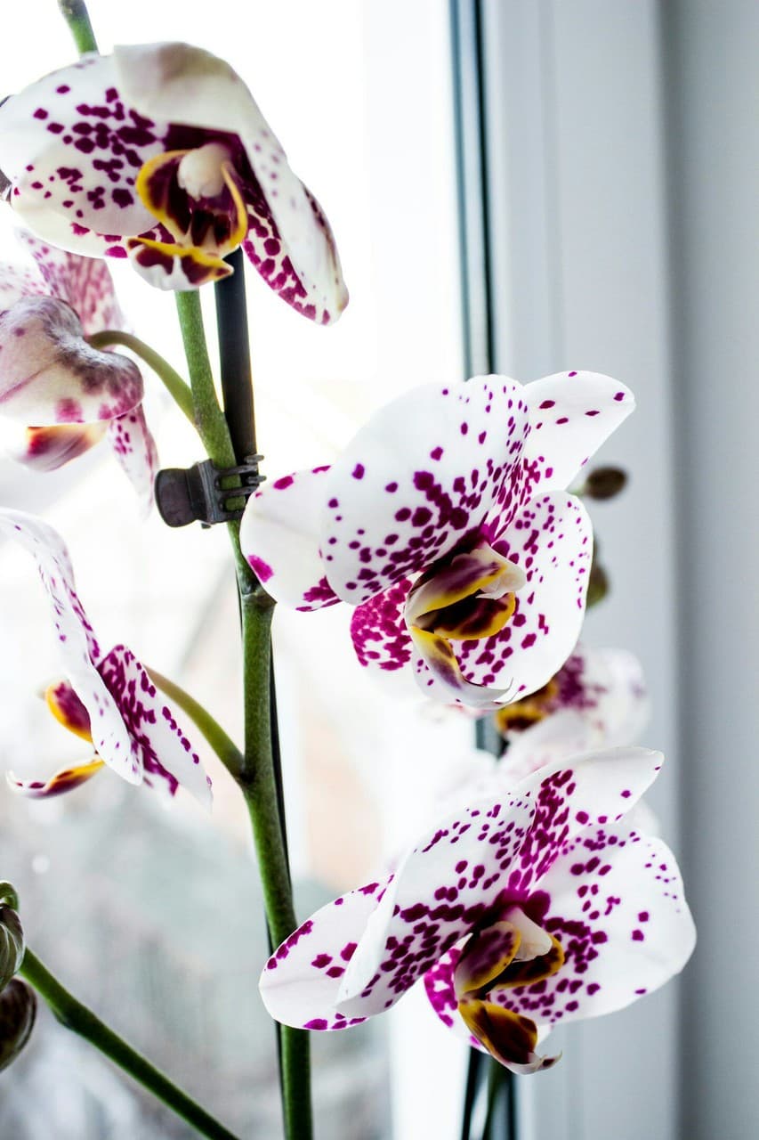Orchid