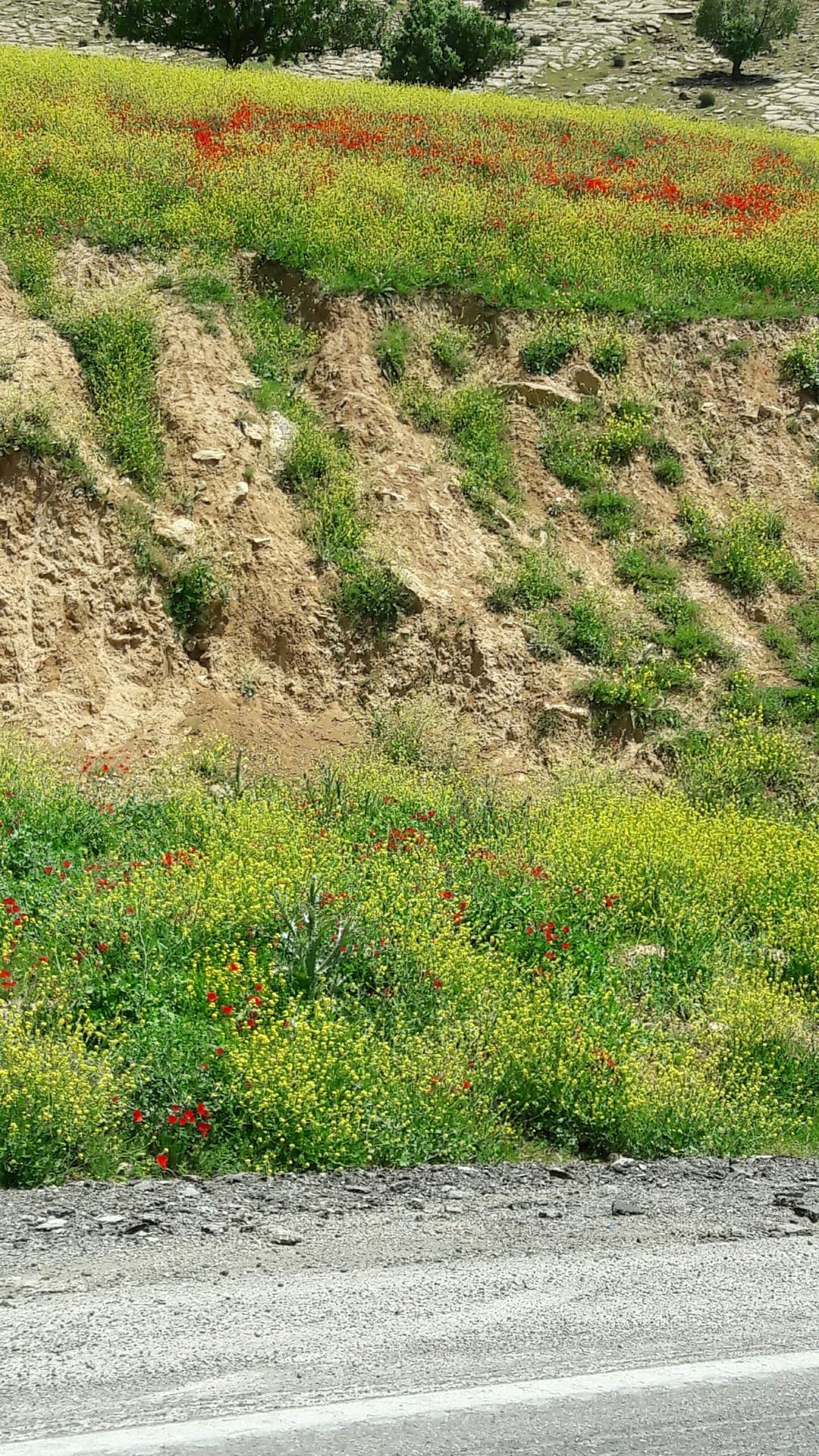 bakhtiary