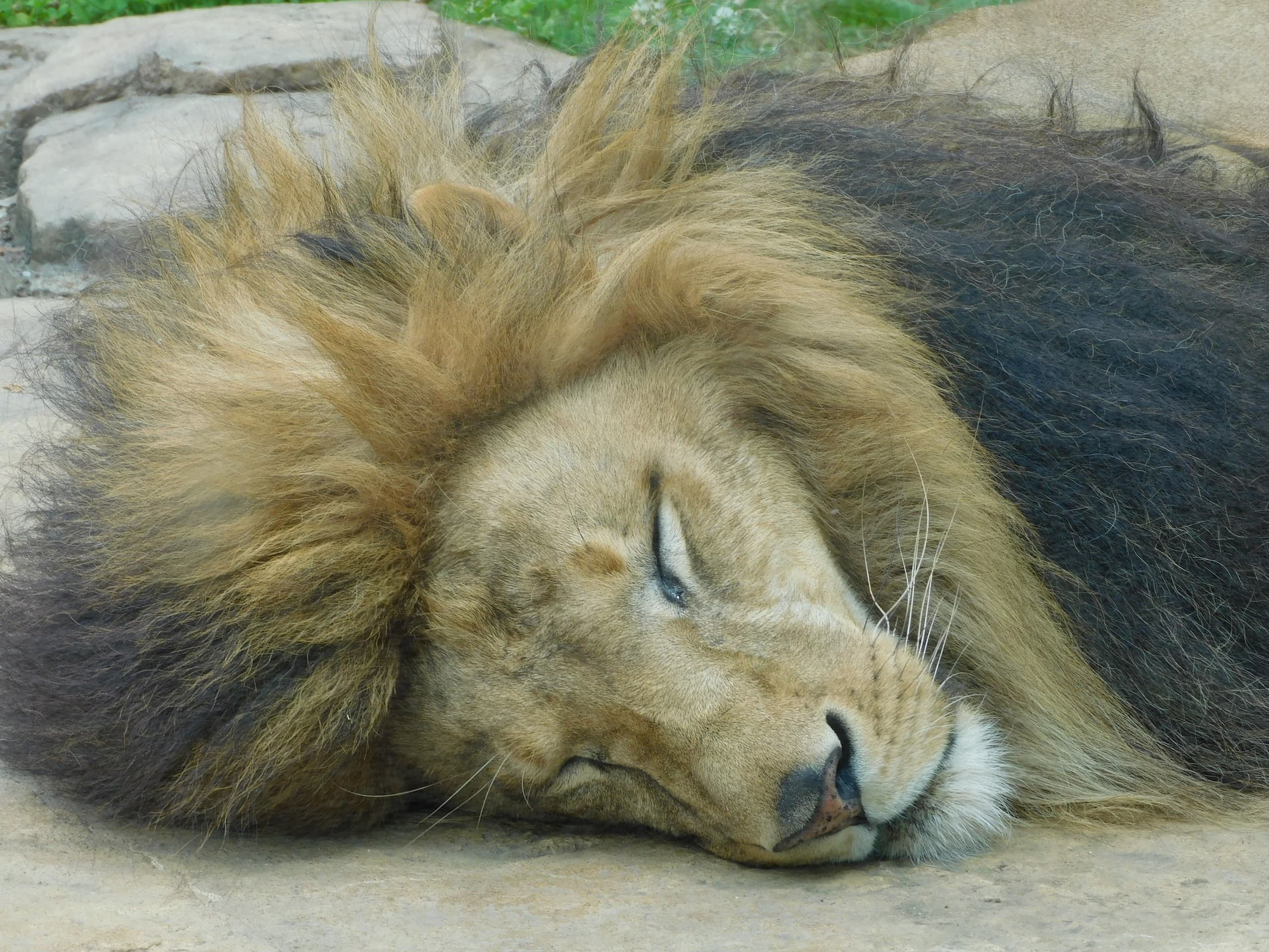Sleeping lion