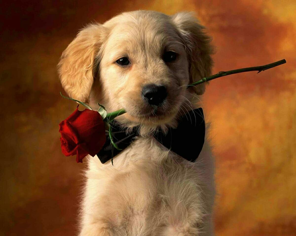 dog