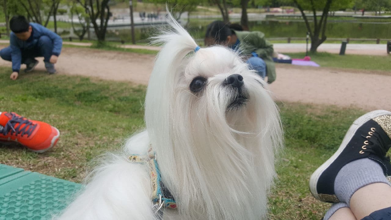 my dog 방울이 (bangwool)