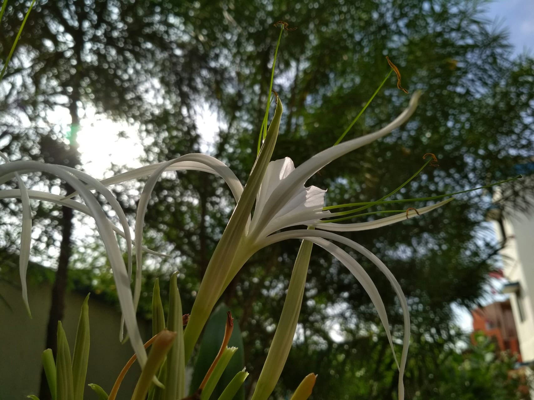 flower