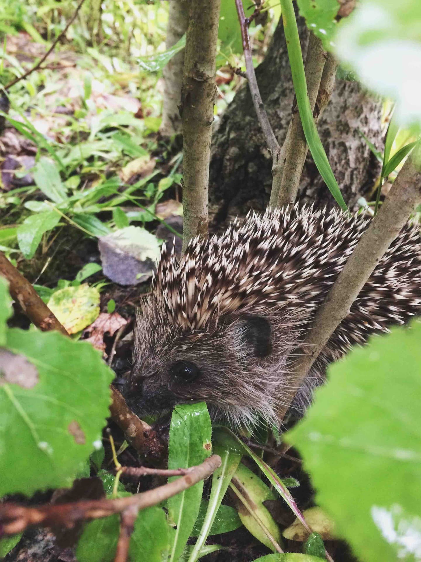 Hedgehog