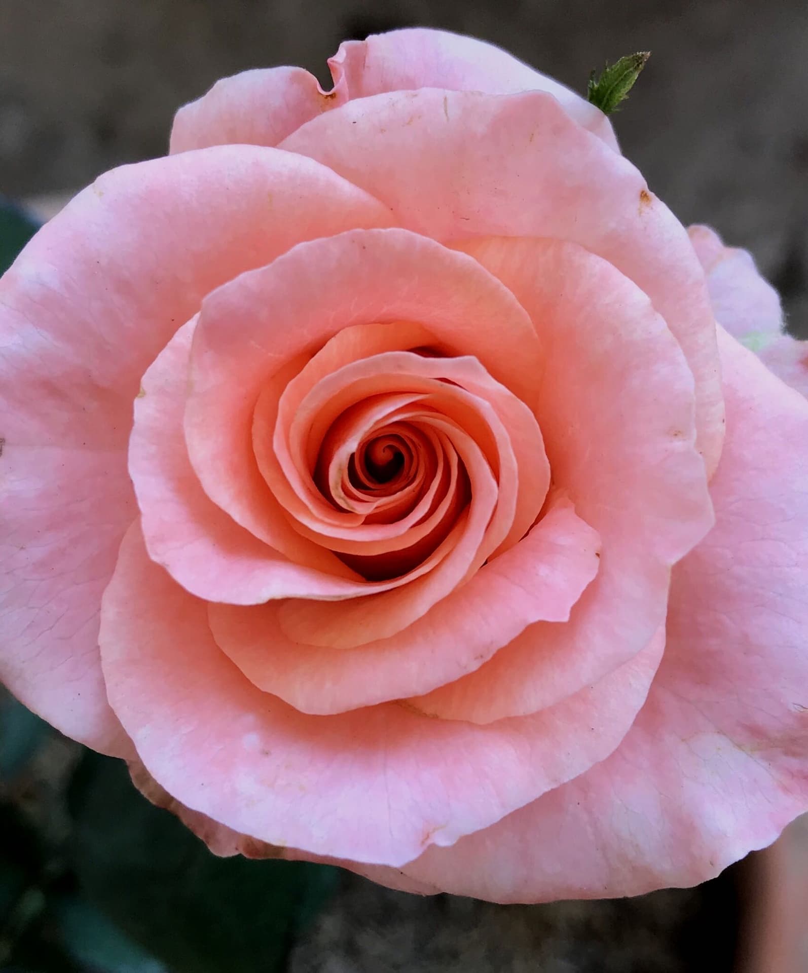 #pink #rose #flower