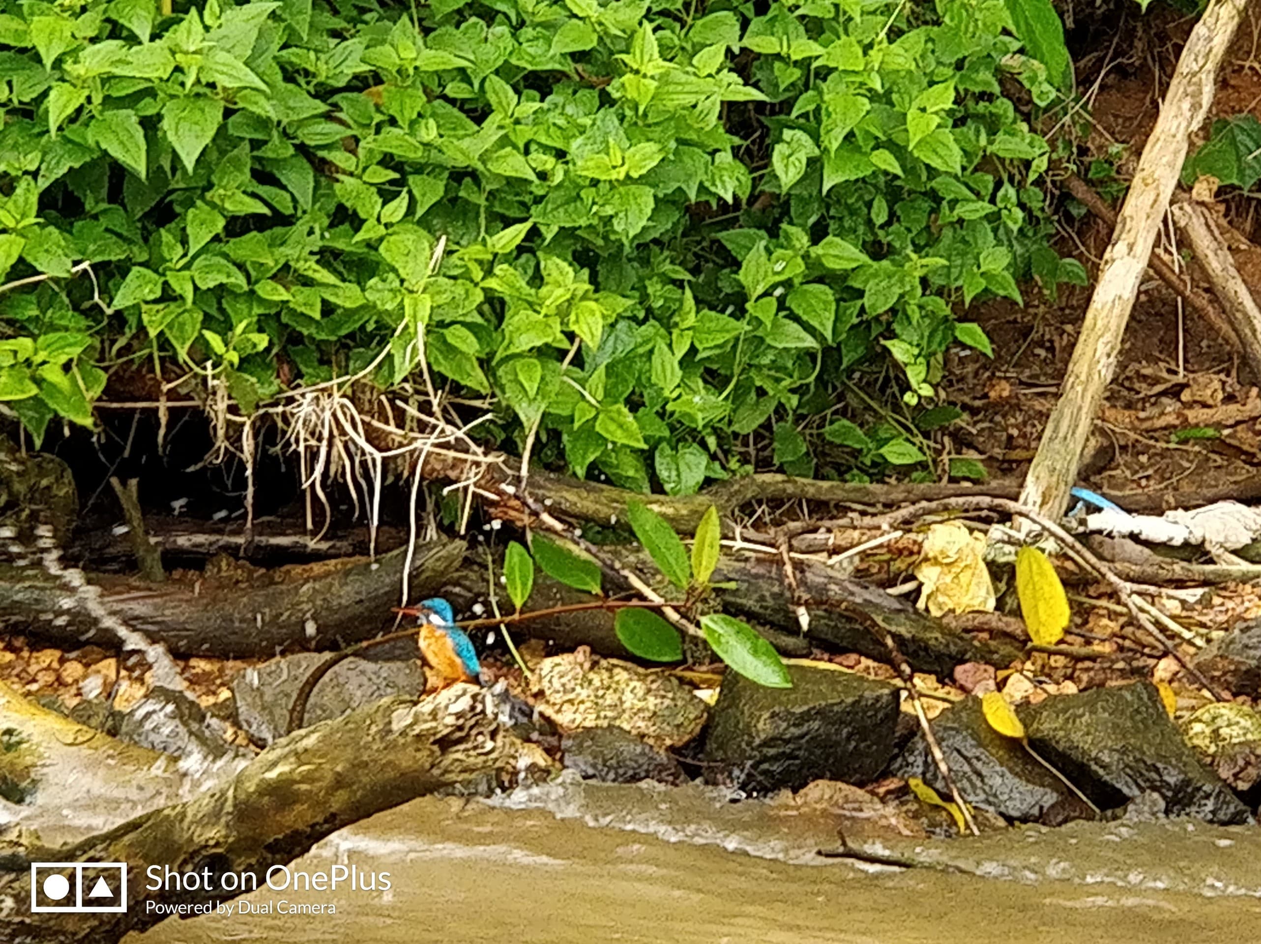 kingfisher