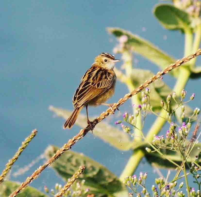 sparrow