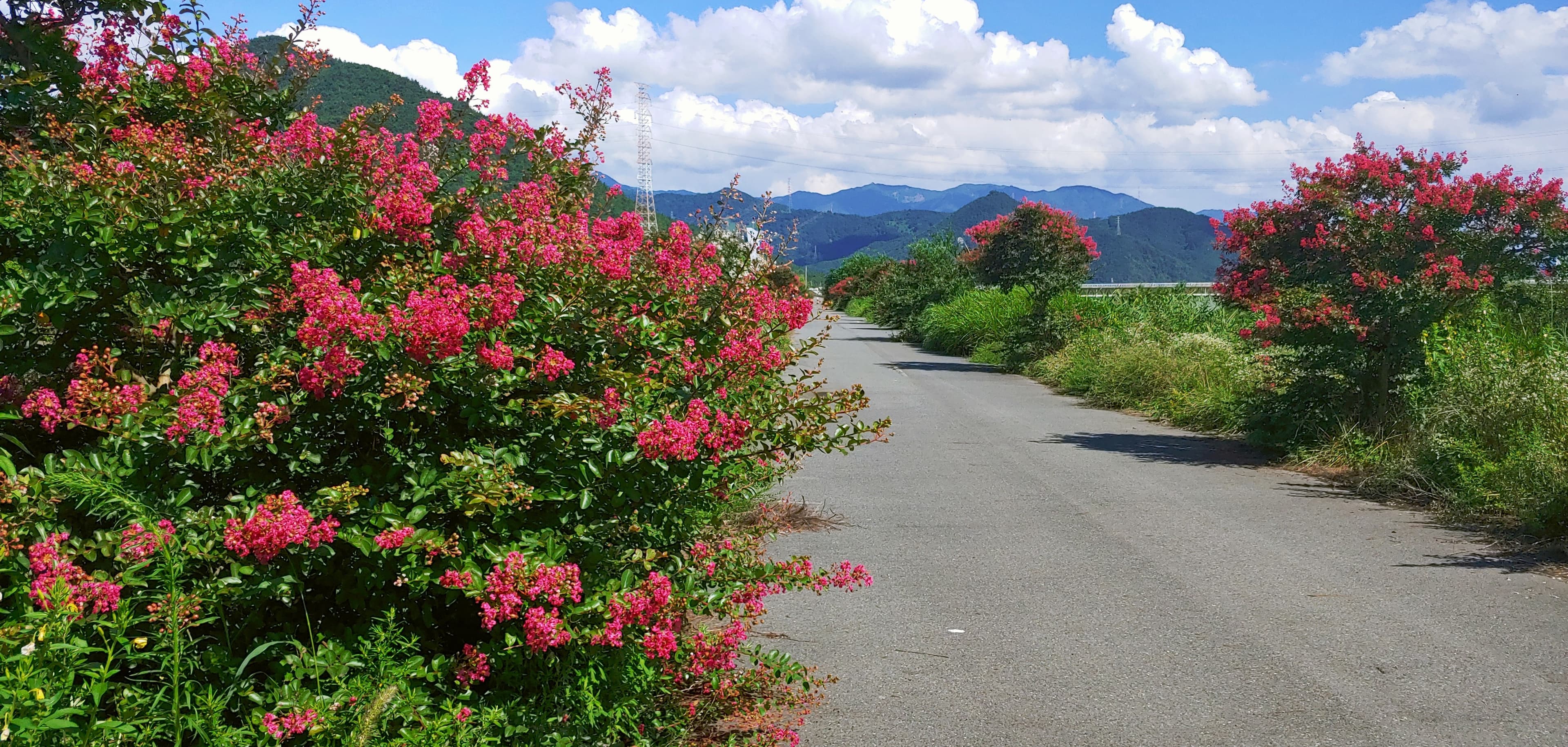 crape myrtle ^^