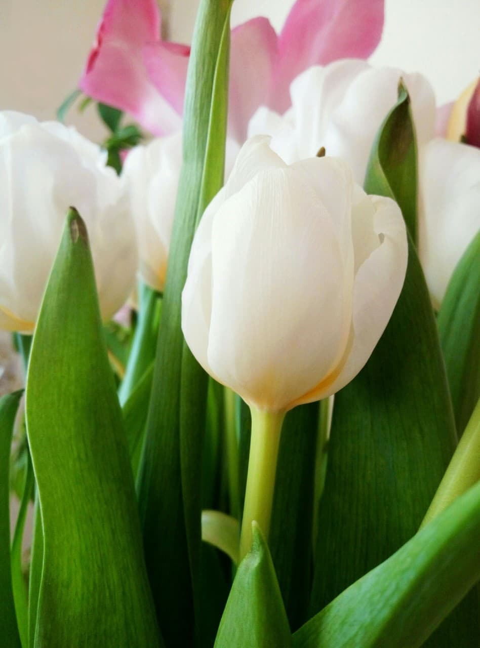 flowers)