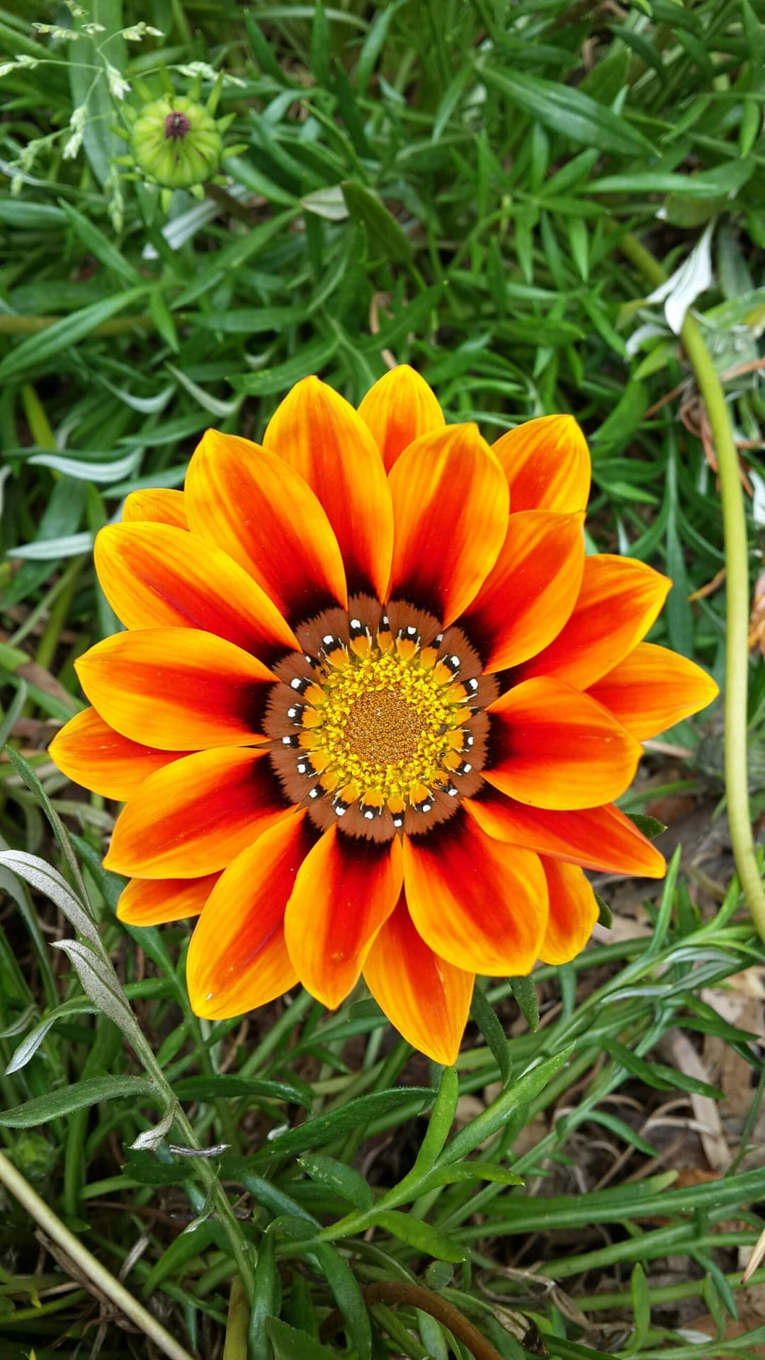 Gazania Flower