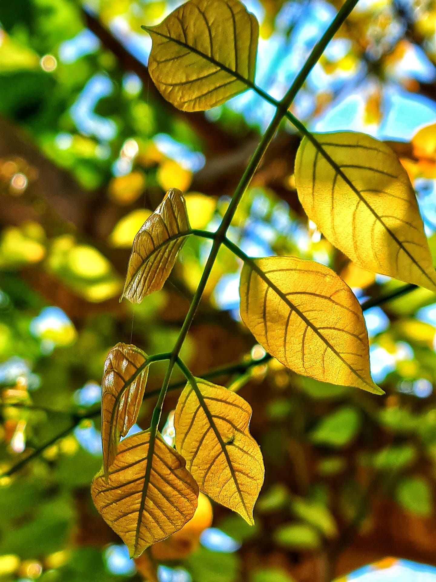 Sunshine & Nature Beauty!