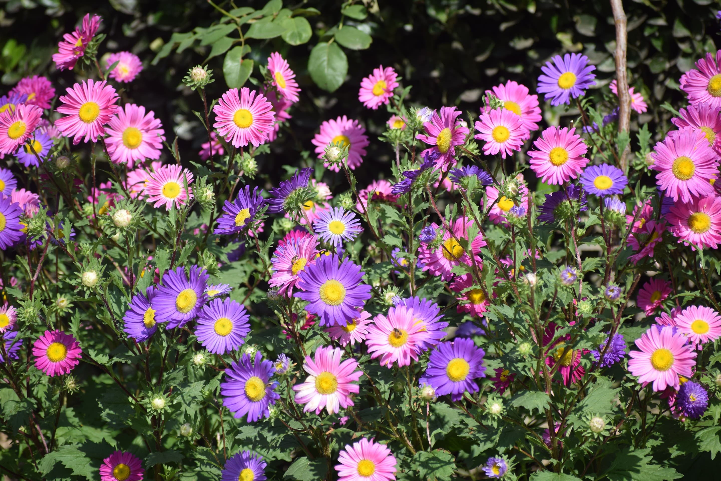 beatiful flowers in Kokernag Kashmir