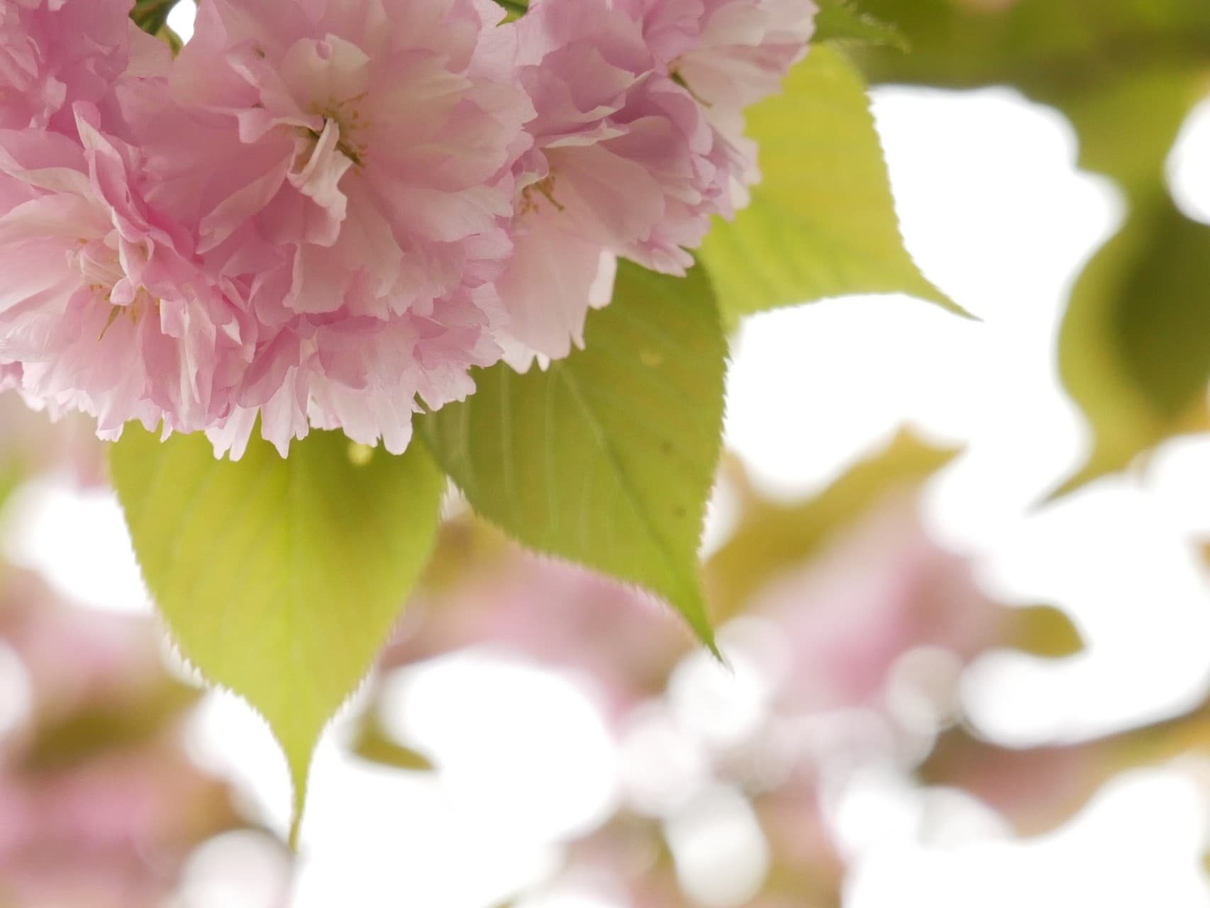 double cherry blossoms