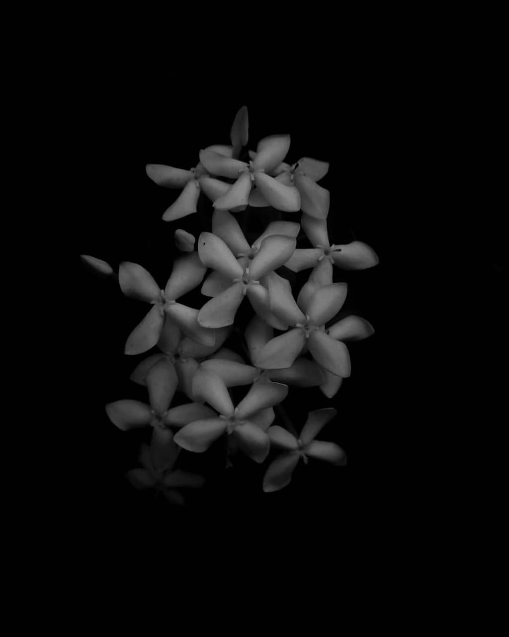 flowers (Monochrome)
