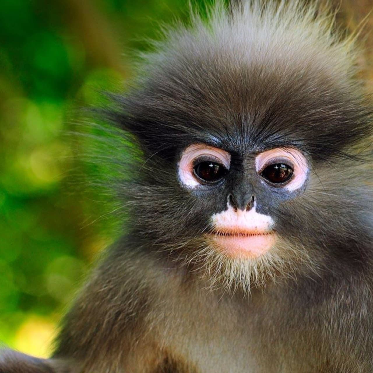 Rajasthan monkey
