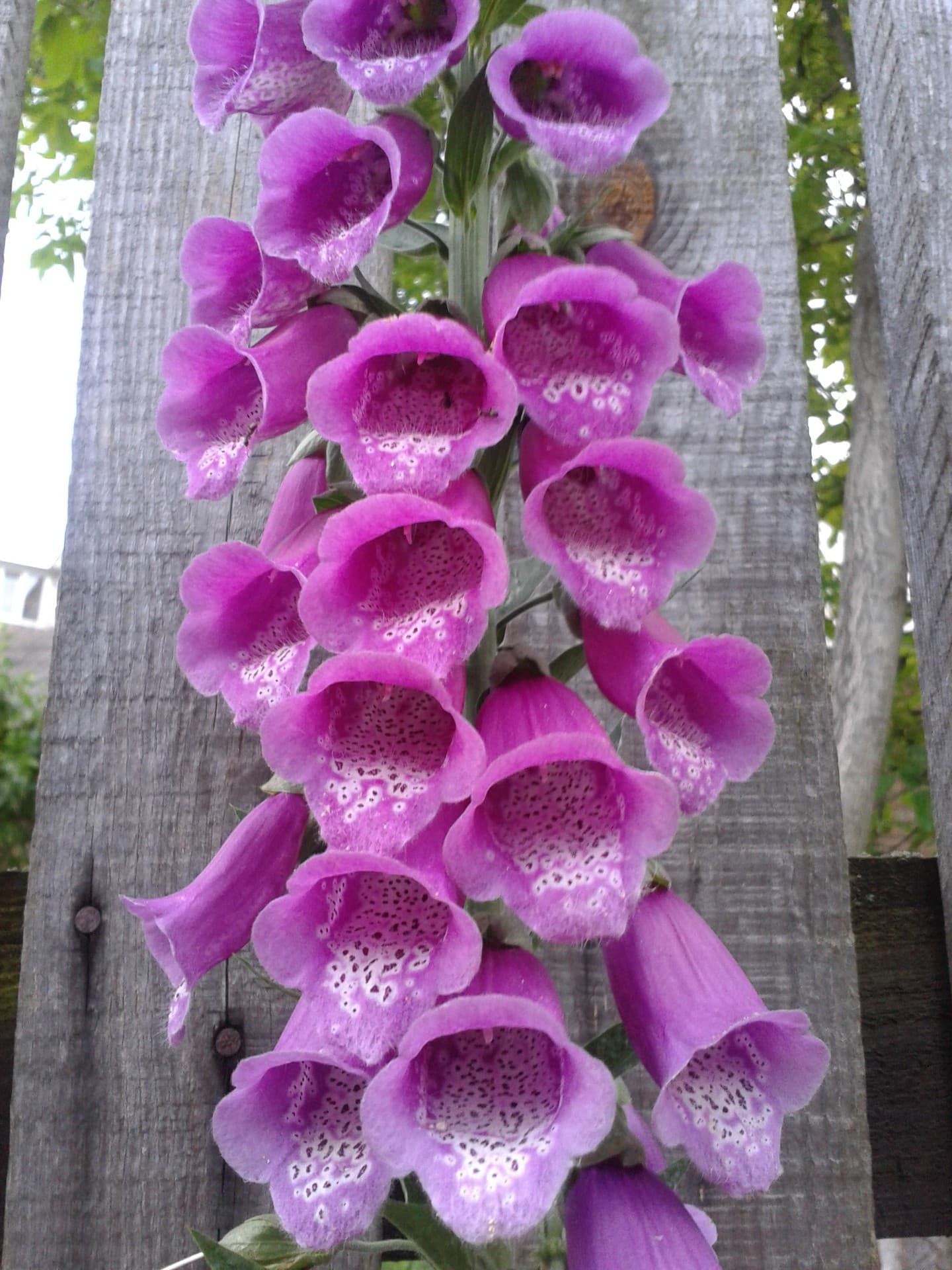 beautiful flowers