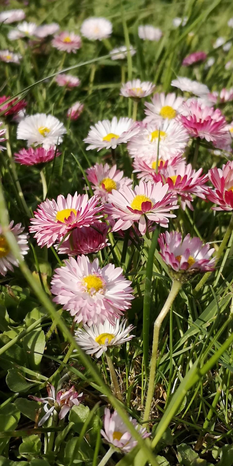 Gänseblümchen