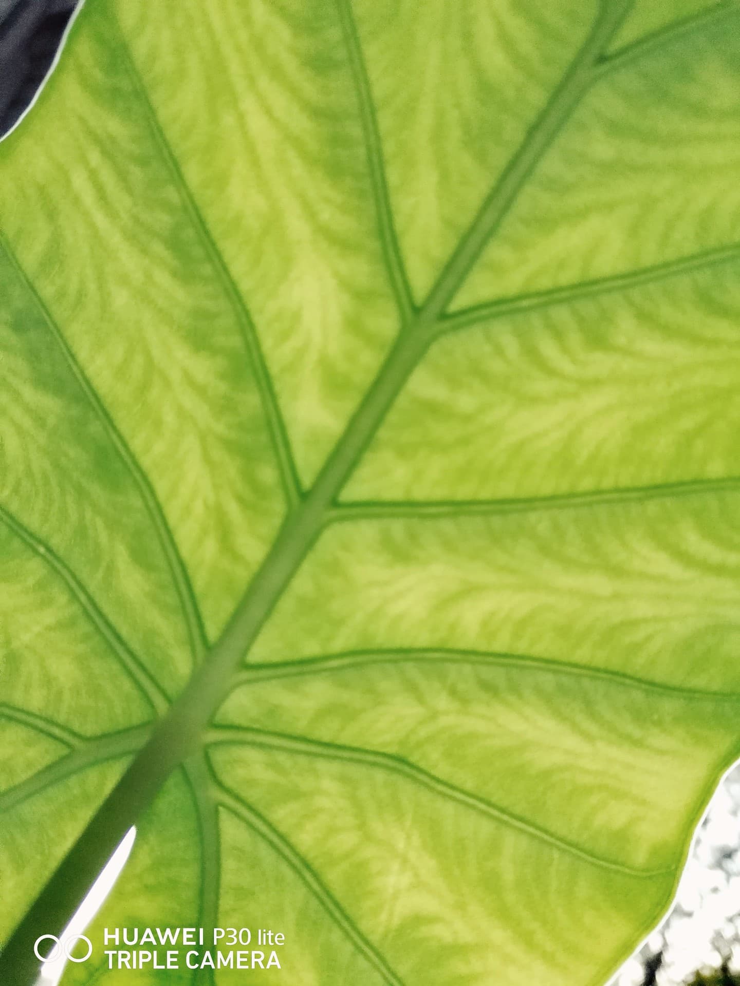 palm