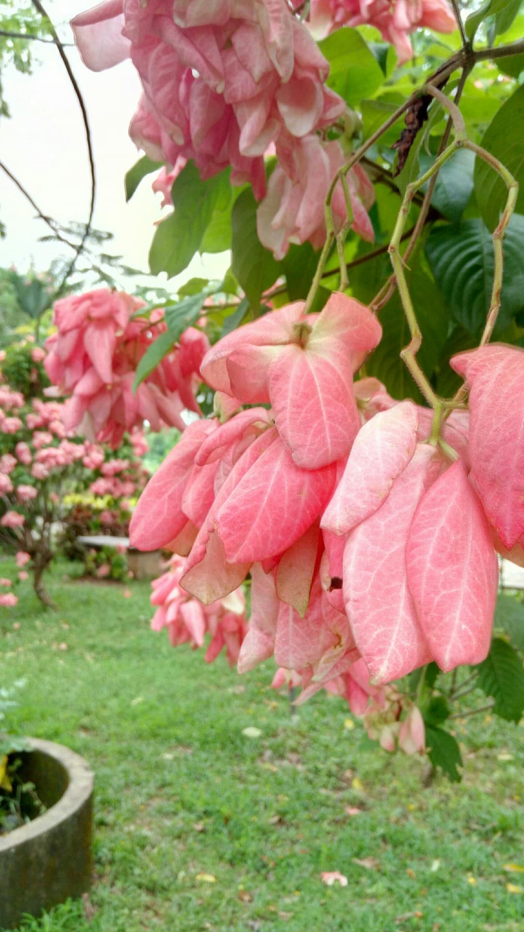 flowers