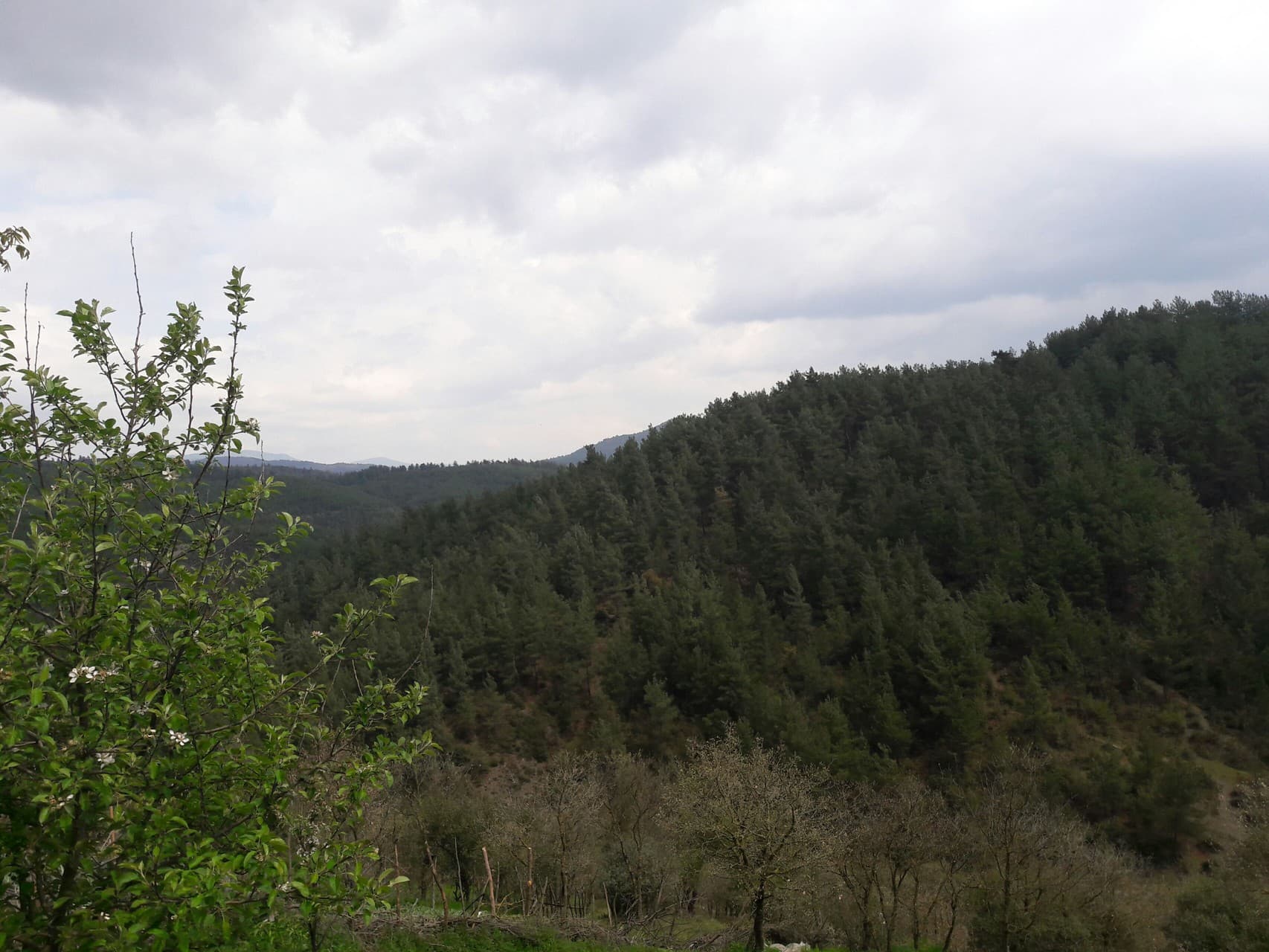 nature