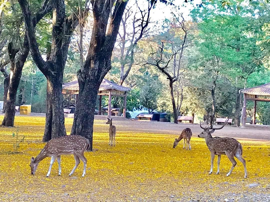 Nature*****