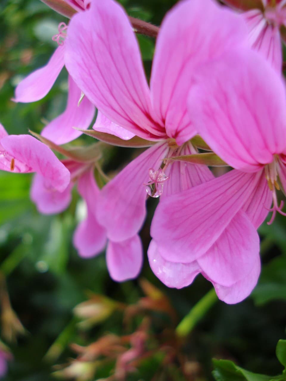 Diamond Droplet