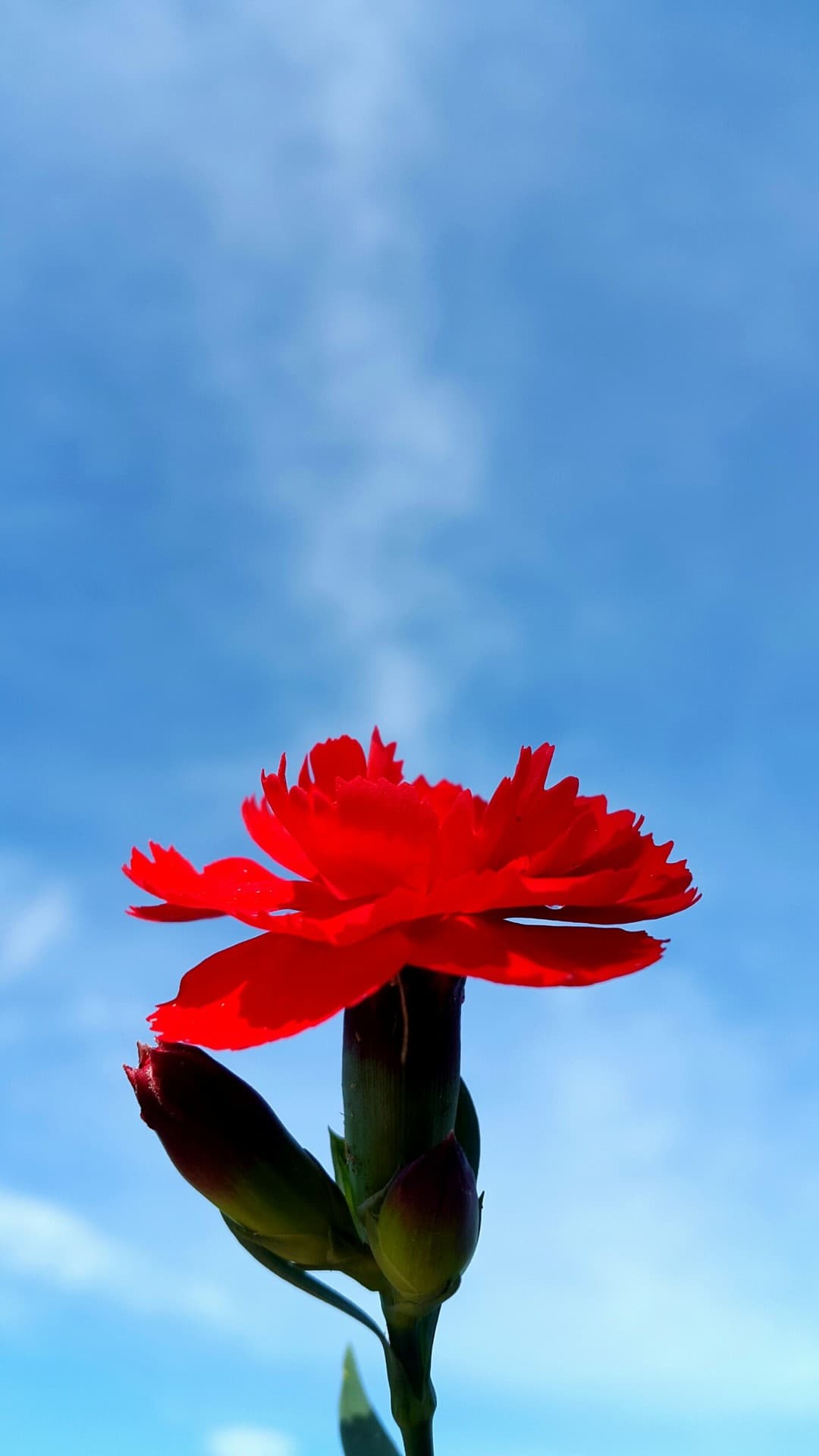 red flower