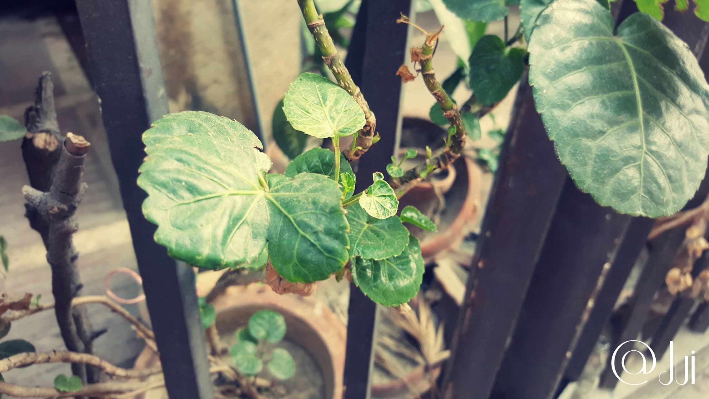 Location: BRAC Universitiy, Mohakhali, Dhaka.