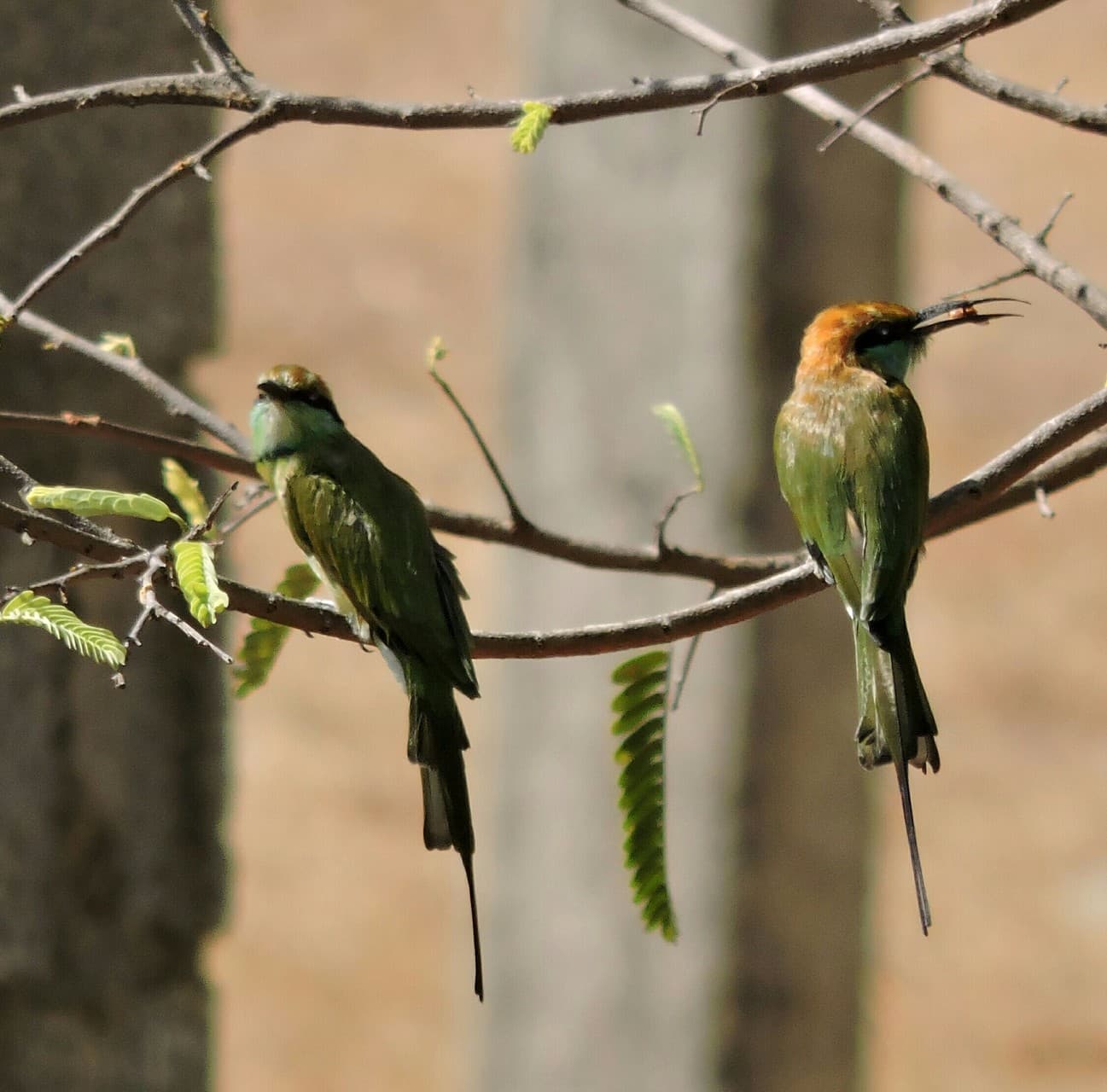 Rare Bird