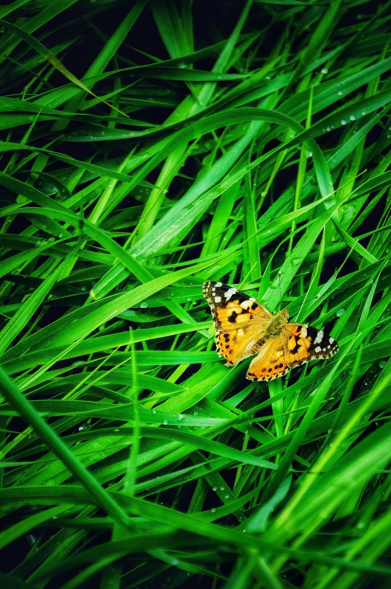 Butterfly