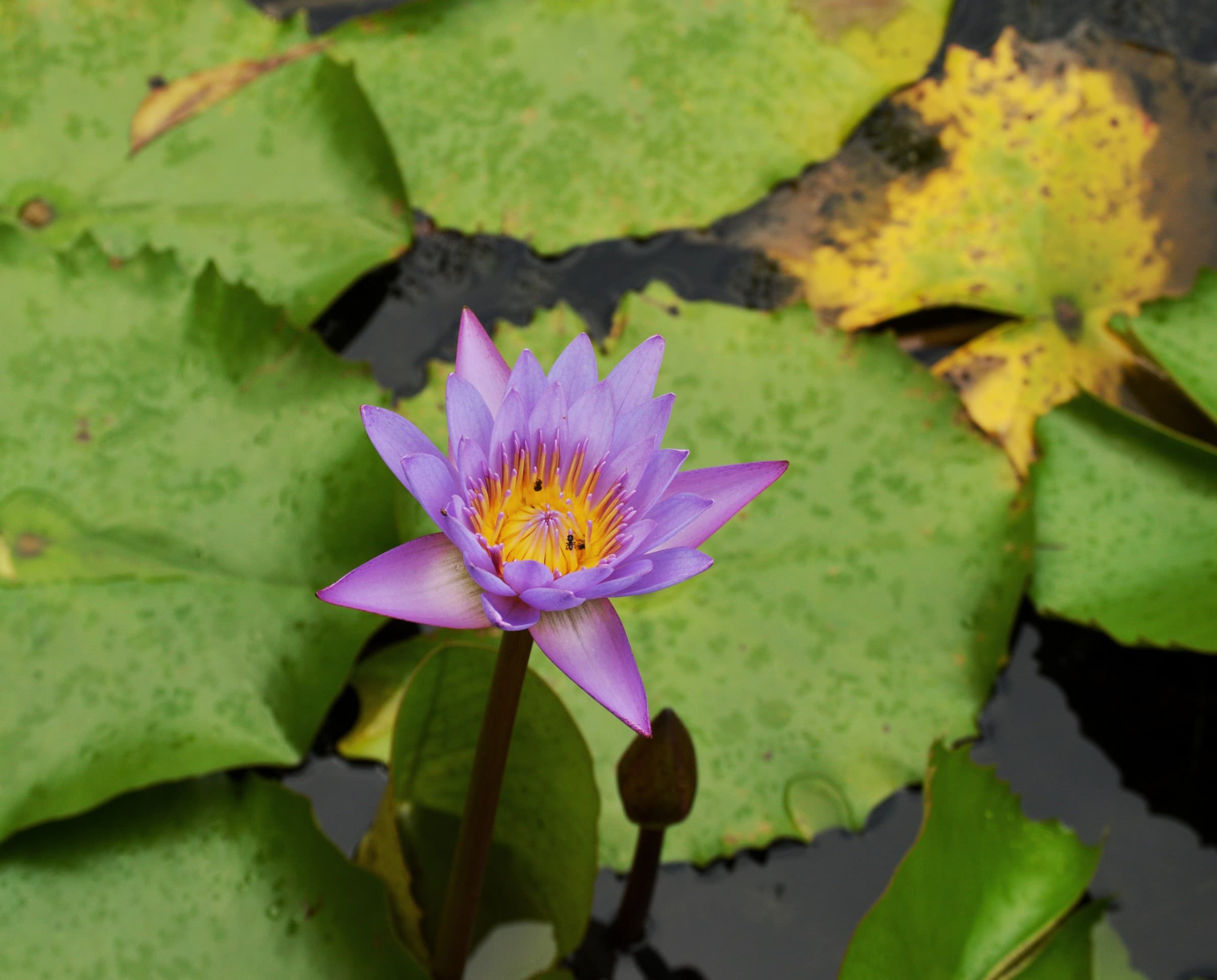 Water lilly