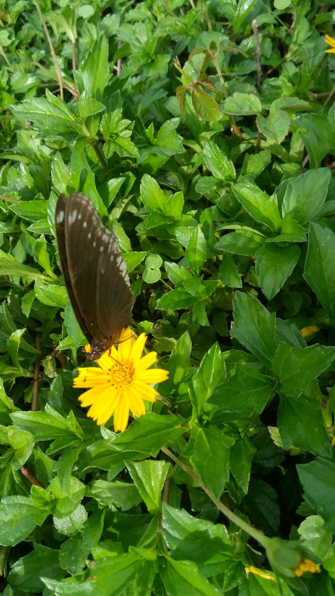 #nature#butterfly