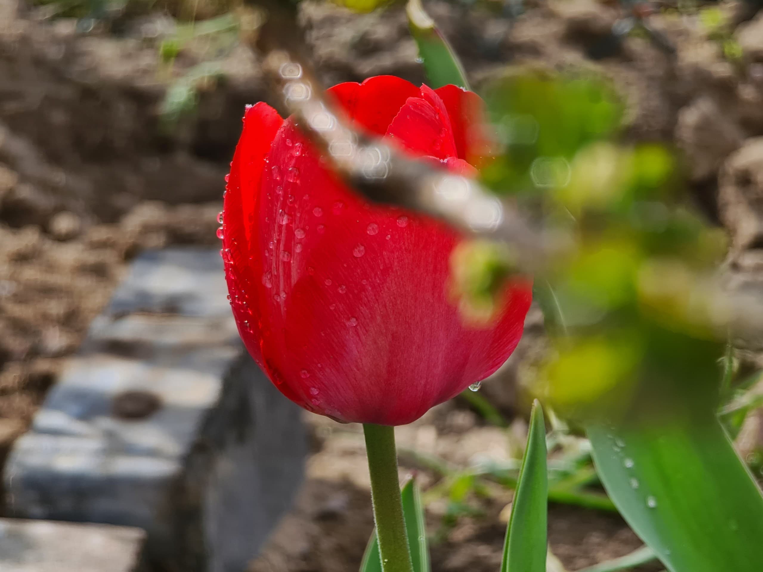 flowers
