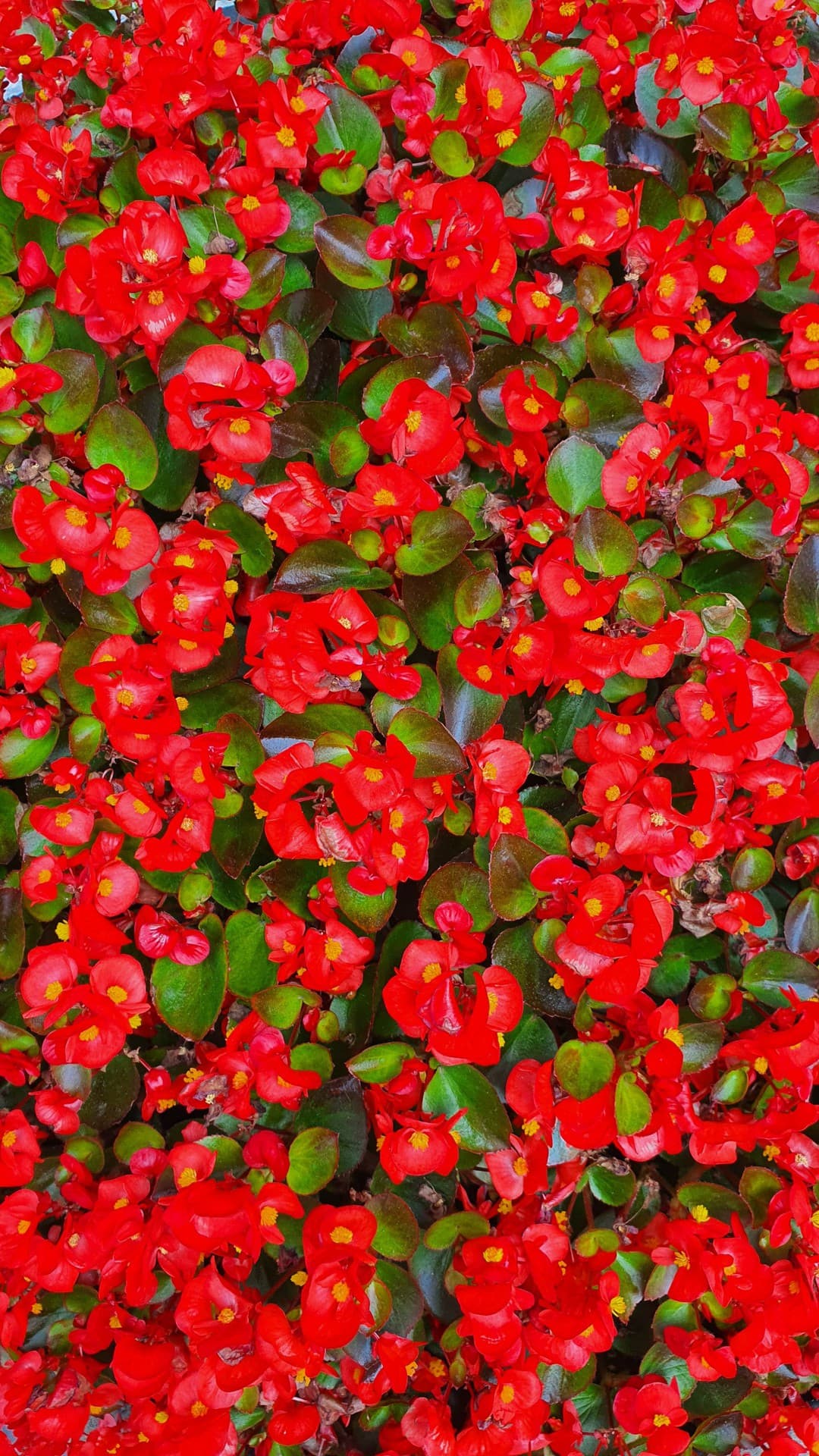 꽃(flower)