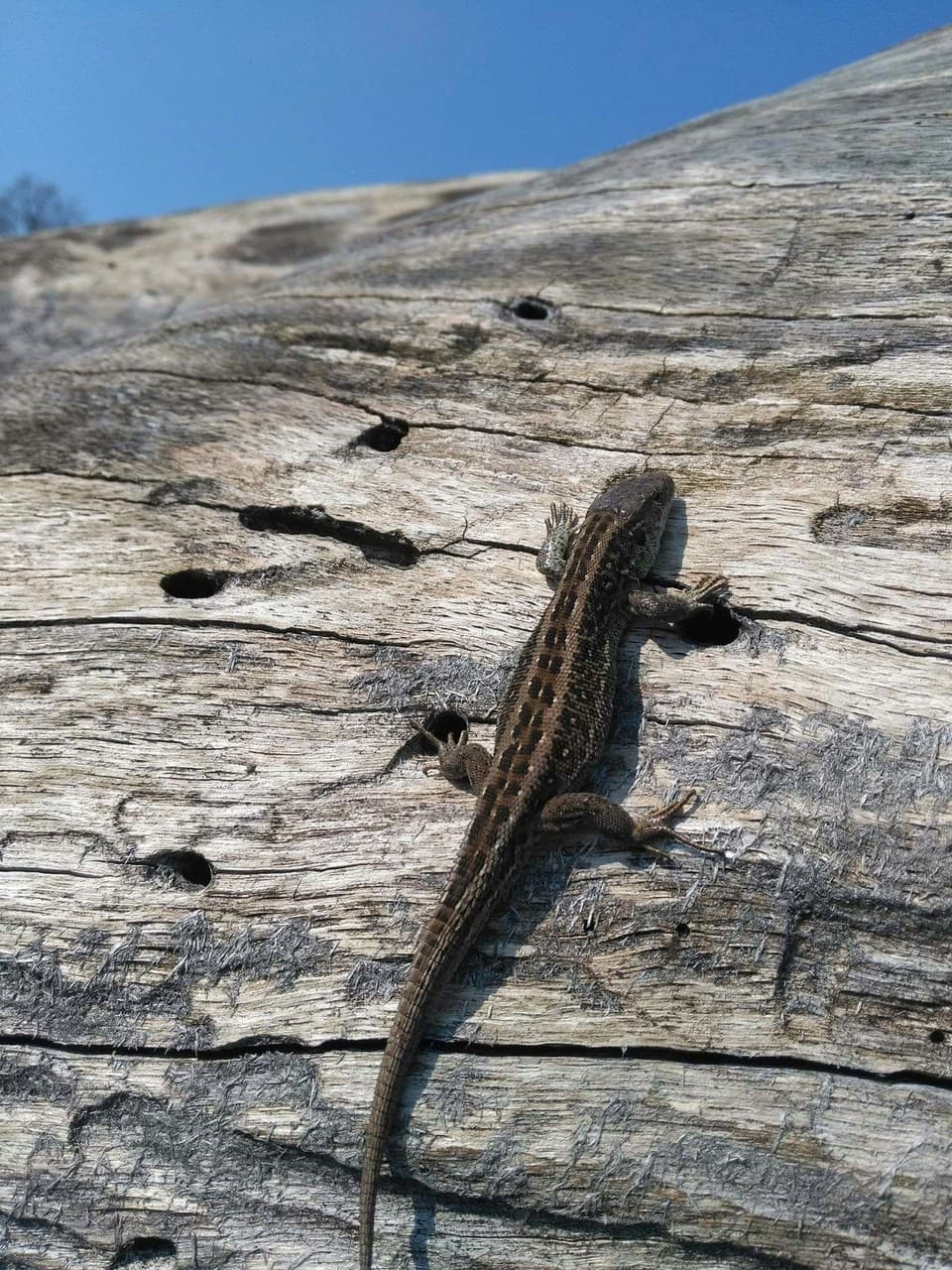 lizard